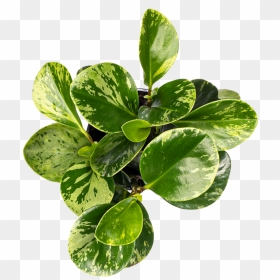 Peperomia Care - Peperomia Marble, HD Png Download - trees from above png