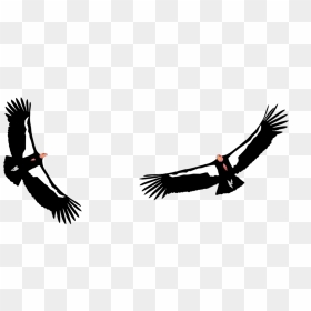 Condor Png , Png Download - California Condor Png, Transparent Png - condor png