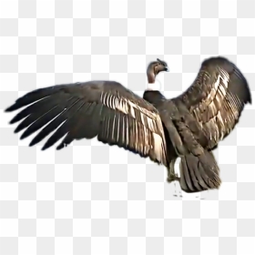 Alas De Un Condor, HD Png Download - condor png