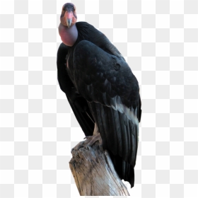 California Condor, HD Png Download - condor png