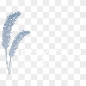 Foxtail Views - Phragmites, HD Png Download - fox tail png