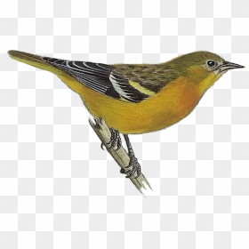 Baltimore Oriole - Eurasian Golden Oriole, HD Png Download - baltimore orioles png