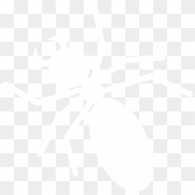 Tarantula, HD Png Download - baltimore orioles png