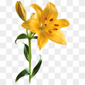 Lilium Png Pic - Lily Transparent, Png Download - kawaii border png