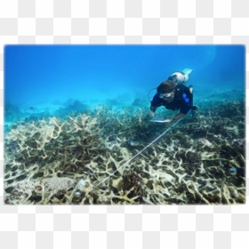 Coral Reef In Canada, HD Png Download - sea coral png