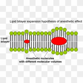 Lipid Bilayer Expansion Hypothesis Of Anesthetic Effect - Hypothesis, HD Png Download - hypothesis png