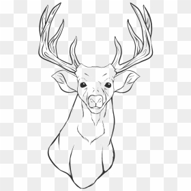White-tailed Deer Reindeer Coloring Book Elk - Drawing Of Deer Head, HD Png Download - reindeer nose png