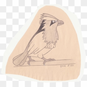 Tiny Bird Pokemon - Pokemon Sketch, HD Png Download - spearow png