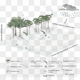 Figure 35 Conceptual Model Of Streams During Periods - Café Azaleaa, HD Png Download - architecture tree png