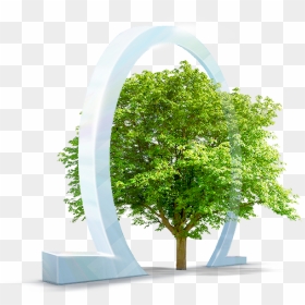 Png Tree From Above, Transparent Png - architecture tree png