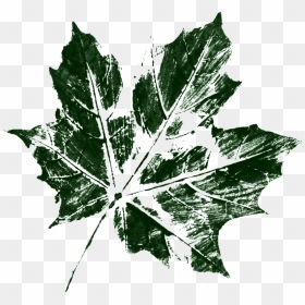 Leaf Texture Png - Maple Leaf, Transparent Png - plant texture png