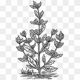 Peppermint Plant Drawing Png, Transparent Png - plant texture png