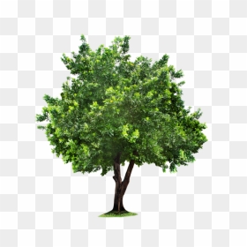 Transparent Landscaping Clipart Tree - Tree With Clear Background, HD Png Download - jungle trees png