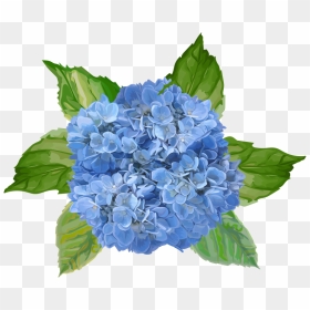 Vinilo Decorativo De Flores Azules - Hydrangea Serrata, HD Png Download - flores azules png