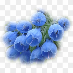 Tenor Flower, HD Png Download - flores azules png