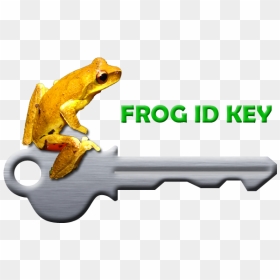 True Frog, HD Png Download - frogger png