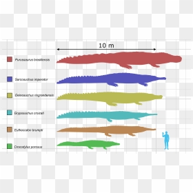 Large Crocodyliformes 2015 - Unterschied Krokodil Alligator Kaiman, HD Png Download - cody christian png