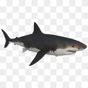 Tiger Shark Great White Shark Megalodon - Great White Transparent Shark, HD Png Download - megalodon png