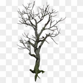 Tree Isolated Digital Art - Png Isolated Trees, Transparent Png - mystical png