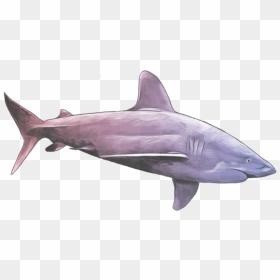 Cretoxyrhina, HD Png Download - megalodon png
