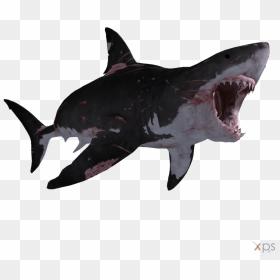 Wide / Pix - Transparent Great White Shark, HD Png Download - megalodon png