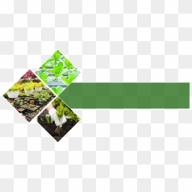 Garden There"s A Fantastic Choice Of Plants In Our - Nursery Garden Png, Transparent Png - garden plants png
