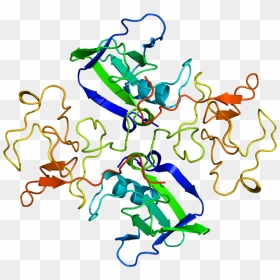 Protein Hgf Pdb 1bht - Hepatocyte Growth Factor Structure, HD Png Download - rainbow star png
