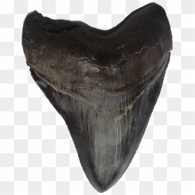 Megalodon Teeth, HD Png Download - megalodon png