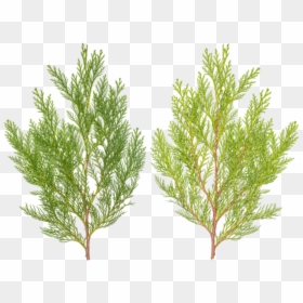 Pond Pine, HD Png Download - pine needles png