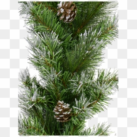 Shortstraw Pine, HD Png Download - pine needles png