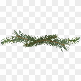 Pine Tree Png Branch, Transparent Png - pine needles png