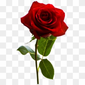 Happy Rose Day Single Rose, HD Png Download - transparent png images roses