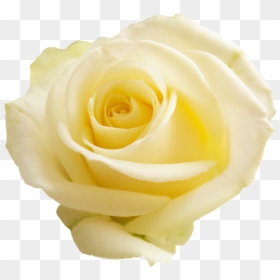 Yellow Rose No Background, HD Png Download - transparent png images roses