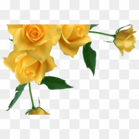 Yellow Roses Transparent Background, HD Png Download - transparent png images roses