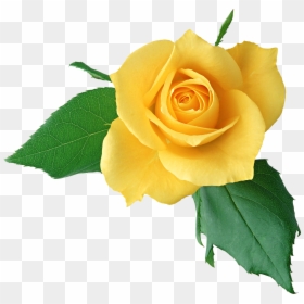 Transparent Png Images Roses, Png Download - transparent png images roses
