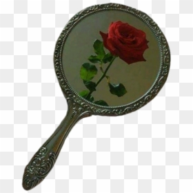 Garden Roses, HD Png Download - transparent png images roses