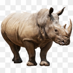 Rhino White Background, HD Png Download - rhinoceros png