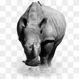 Rinoceronte Blanco De Frente, HD Png Download - rhinoceros png