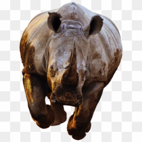Rhinoceros Front Png, Transparent Png - rhinoceros png