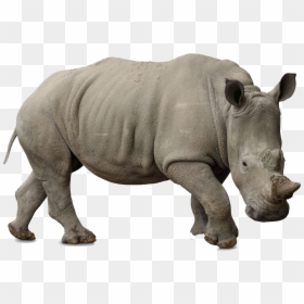 Animals On White Background, HD Png Download - rhinoceros png