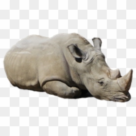 Transparent Background Rhino Png, Png Download - rhinoceros png