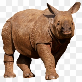 Wild Animals Images Png, Transparent Png - rhinoceros png