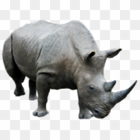 Rhino Png Transparent, Png Download - rhinoceros png