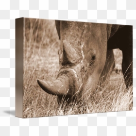 White Rhinoceros, HD Png Download - rhinoceros png
