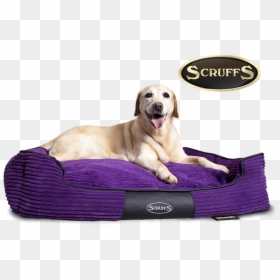 Dog Bed Png, Transparent Png - dog bed png