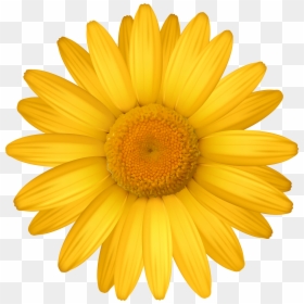 Yellow Flower Transparent Background, HD Png Download - daisy clipart png
