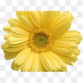 Transparent Background Yellow Daisy Png, Png Download - daisy clipart png