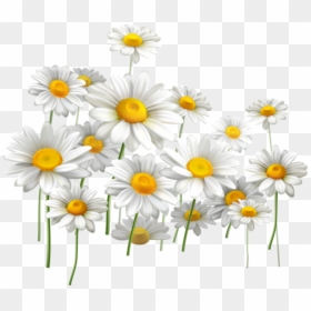 Daisies And Blue Sky, HD Png Download - daisy clipart png