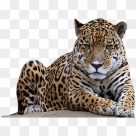 Jaguar On A Rock, HD Png Download - humans png