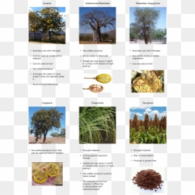 Useful Plants For Environment, HD Png Download - desert plants png